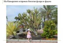Photo of Отдых на островах Галапагос: уникальная фауна и дайвинг
